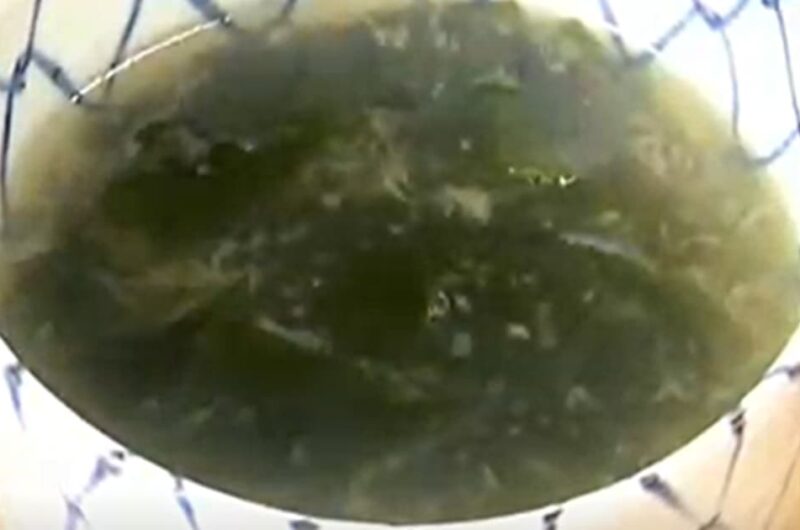 わかめとしょうがのスープ